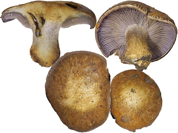 pavučinovec apeninský Cortinarius appennini Consiglio, D. Antonini & M. Antonini