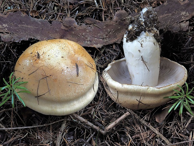 pavučinovec Blattov Cortinarius blattoi R. Mazza