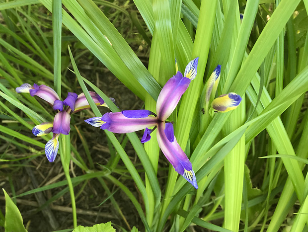 kosatec trávolistý Iris graminea L.