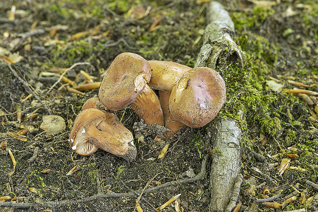 rýdzik Lactarius sp.