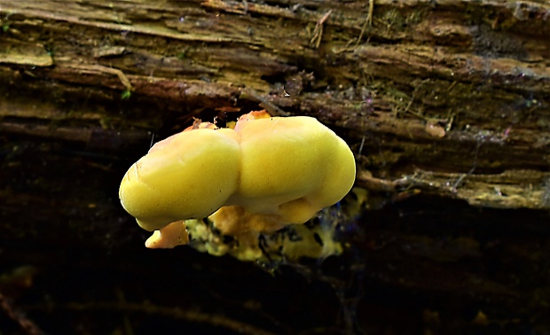 sírovec obyčajný Laetiporus sulphureus (Bull.) Murrill