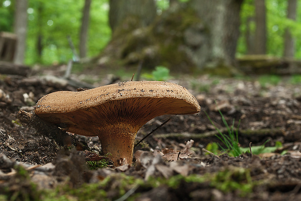 čechračka podvinutá Paxillus involutus (Batsch) Fr.