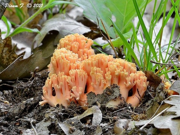 strapačka lososovoružová Ramaria subbotrytis (Coker) Corner