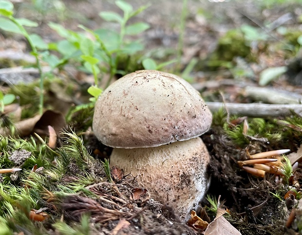 hríb sosnový Boletus pinophilus Pil. et Dermek in Pil.