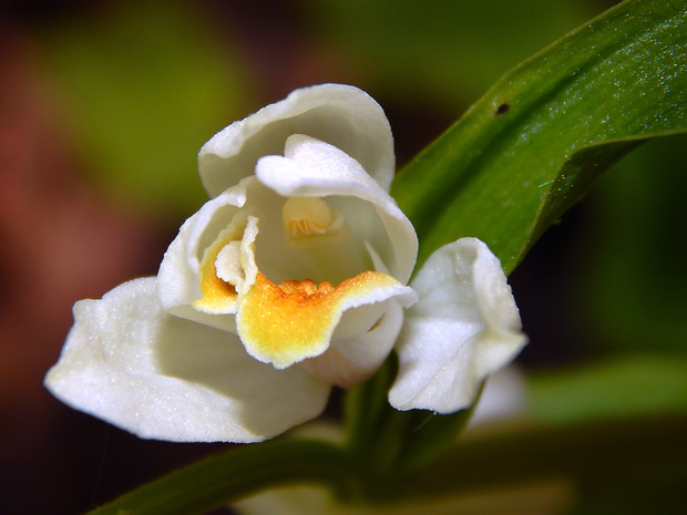 prilbovka biela Cephalanthera damasonium (Mill.) Druce