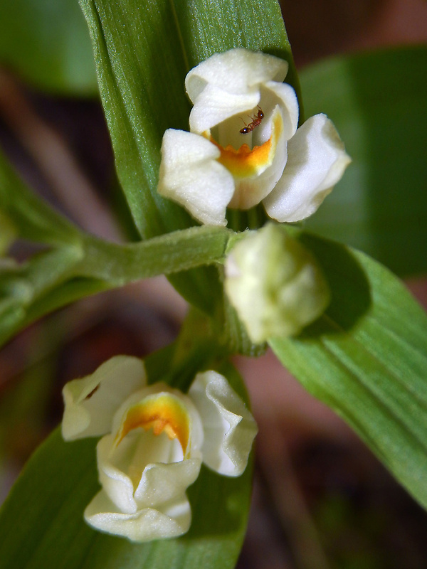 prilbovka biela Cephalanthera damasonium (Mill.) Druce