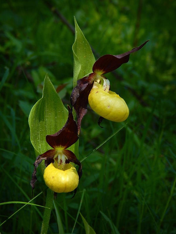 črievičník papučkový Cypripedium calceolus L.