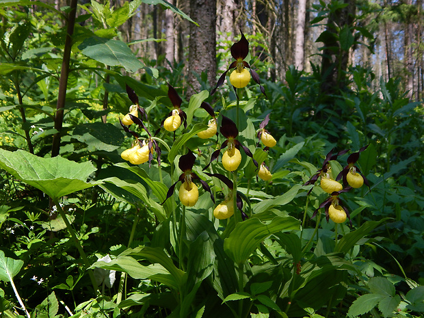 črievičník papučkový Cypripedium calceolus L.