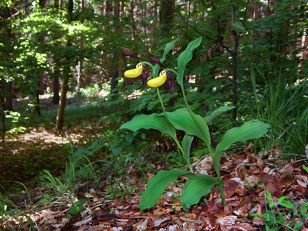 črievičník papučkový Cypripedium calceolus L.