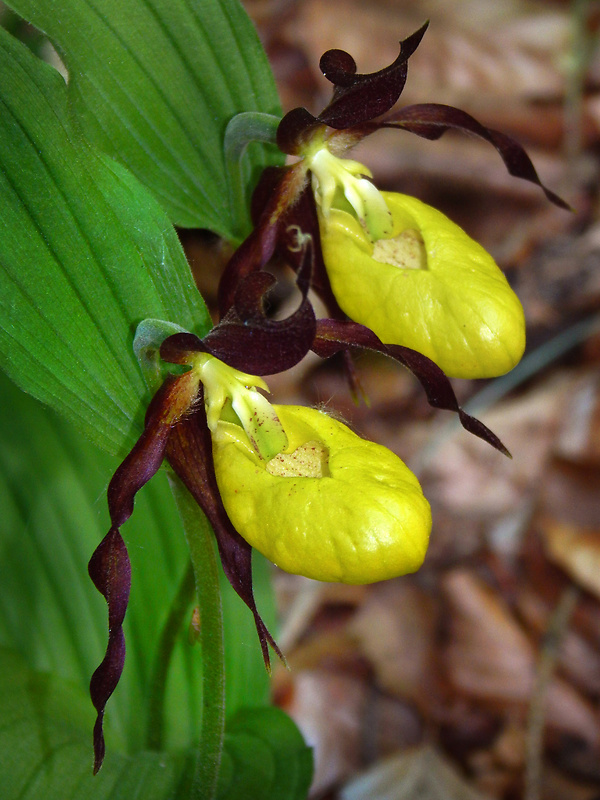 črievičník papučkový Cypripedium calceolus L.