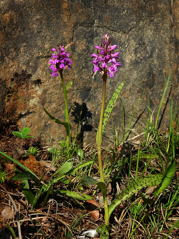 vstavačovec májový pravý Dactylorhiza majalis subsp. majalis (Reincherb.) Hunt & Summerh.