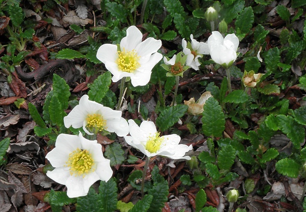 dryádka osemlupienková Dryas octopetala L.