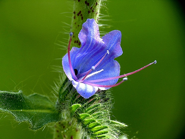 hadinec obyčajný Echium vulgare L.