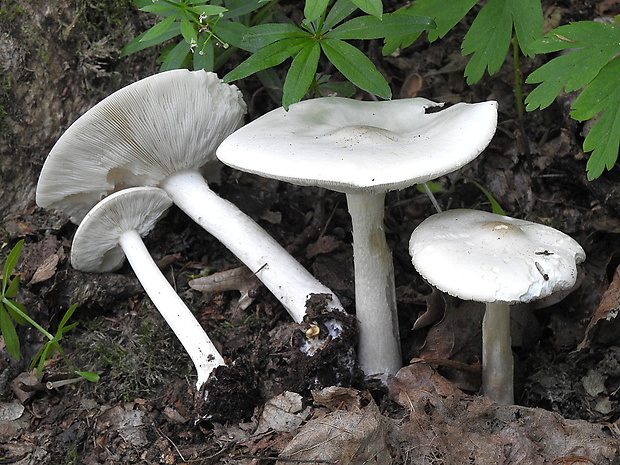 tmavuľka bledá Melanoleuca strictipes (P. Karst.) Jul. Schäff.