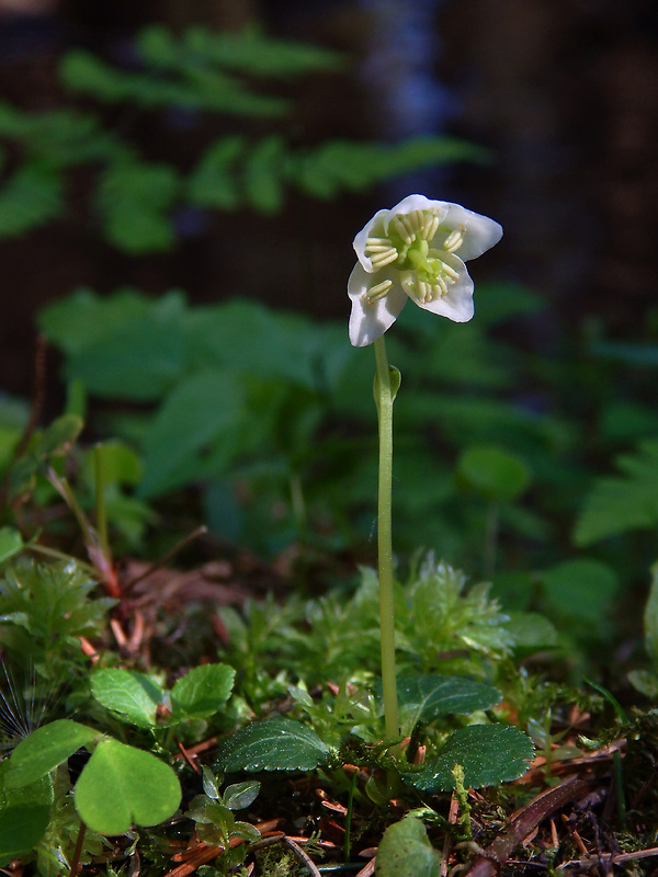 jednokvietok veľkokvetý Moneses uniflora (L.) A. Gray