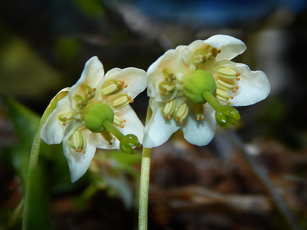 jednokvietok veľkokvetý Moneses uniflora (L.) A. Gray