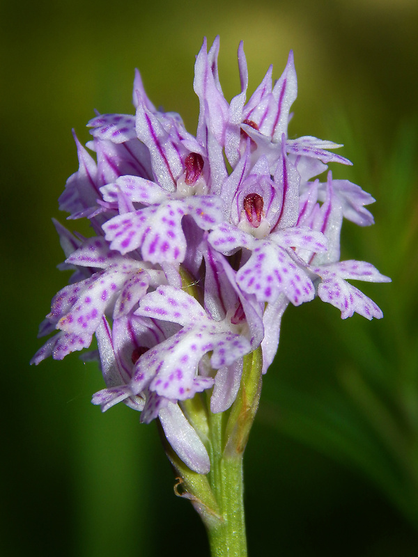 neotinea trojzubá Neotinea tridentata (Scop.) R. M. Bateman, Pridceon et M. W. Chase