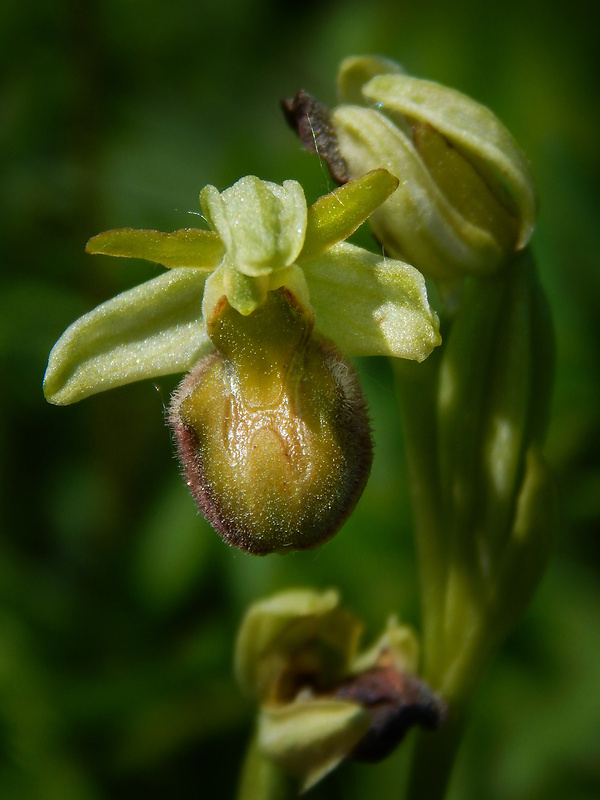 hmyzovník pavúkovitý Ophrys sphegodes Mill.