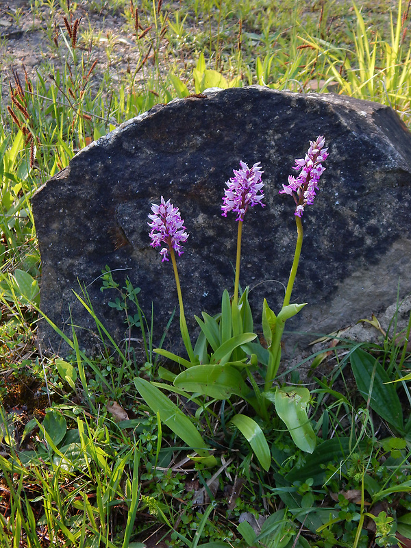 vstavač vojenský Orchis militaris L.