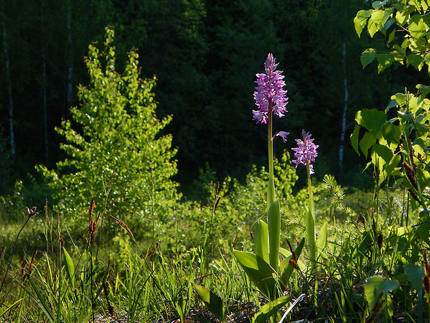 vstavač vojenský Orchis militaris L.