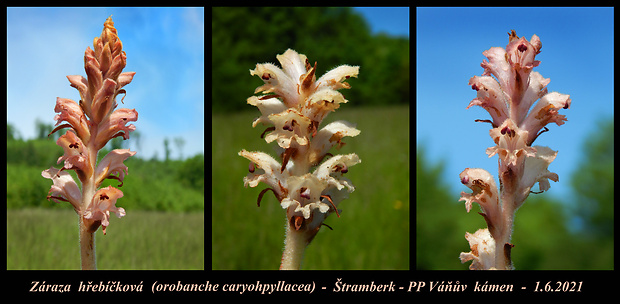 záraza obyčajná Orobanche caryophyllacea Sm.