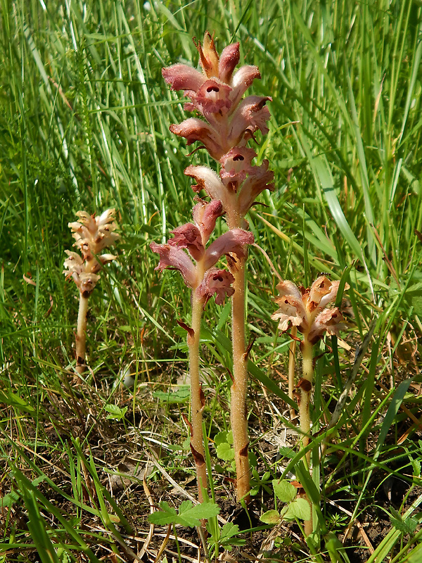 záraza obyčajná Orobanche caryophyllacea Sm.