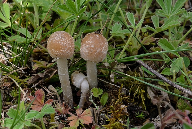 drobuľka Psathyrella sp.