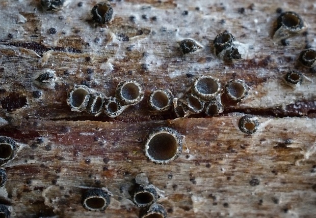 drobnočiaška malinová Pyrenopeziza rubi (Fr.) Rehm