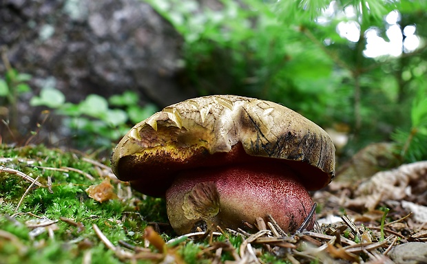 hríb zrnitohlúbikový Sutorius luridiformis (Rostk.) G. Wu & Zhu L. Yang