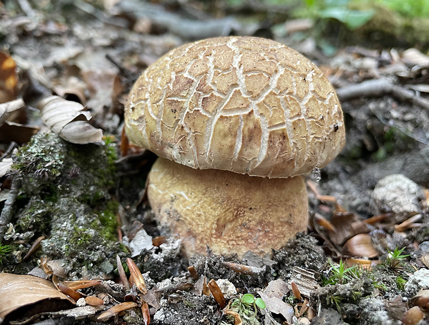 hríb sosnový Boletus pinophilus Pil. et Dermek in Pil.