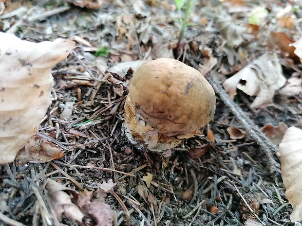 hríb zrnitohlúbikový Sutorius luridiformis (Rostk.) G. Wu & Zhu L. Yang