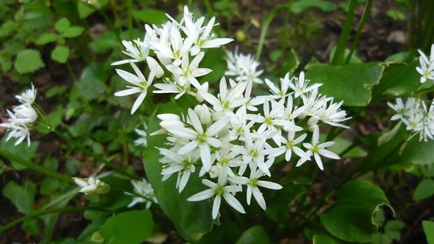 cesnak medvedí Allium ursinum L.