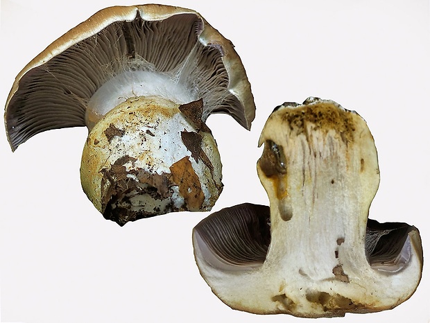 pavučinovec apeninský Cortinarius appennini Consiglio, D. Antonini & M. Antonini