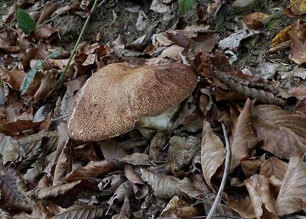 hríb smrekový Boletus edulis Bull.