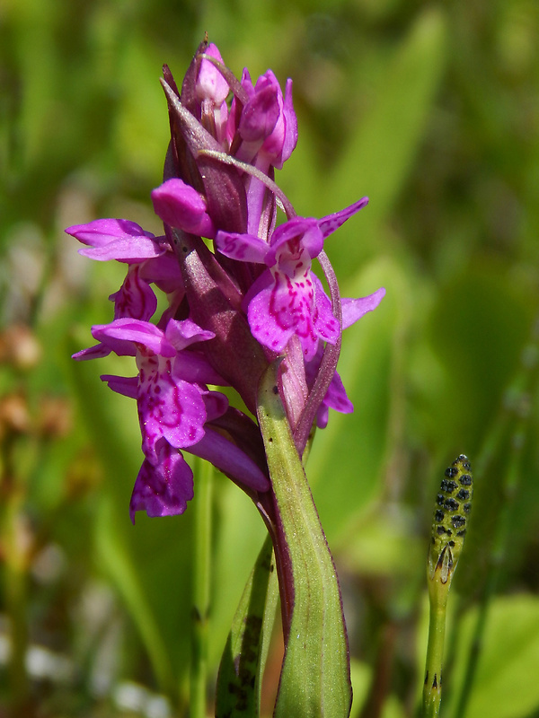 vstavačovec májový pravý Dactylorhiza majalis subsp. majalis (Reincherb.) Hunt & Summerh.