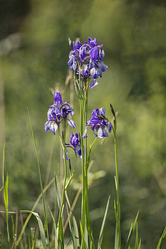 kosatec sibírsky Iris sibirica L.