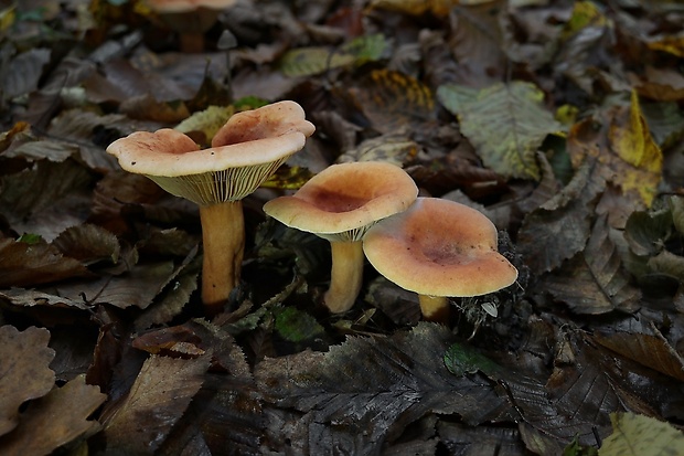 rýdzik Lactarius sp.