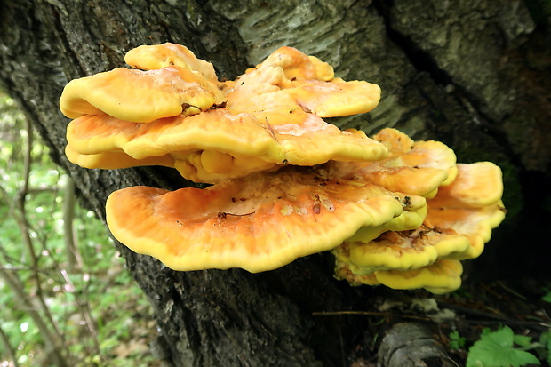 sírovec obyčajný Laetiporus sulphureus (Bull.) Murrill