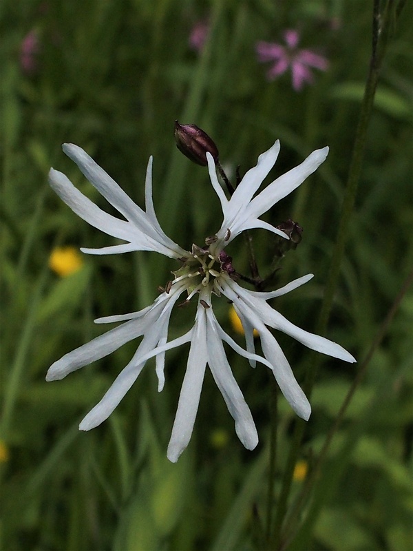 kukučka lúčna Lychnis flos-cuculi L.