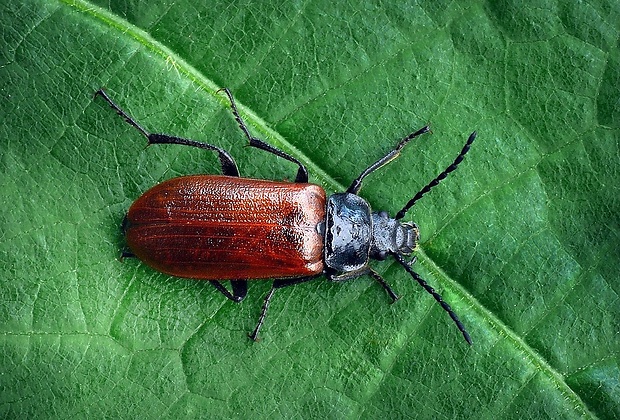 peliar hlohový (sk) / květomil hlohový (cz) Omophlus proteus (Kirsch, 1869)