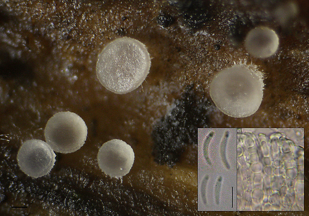 orbília Orbilia oxyspora (Sacc. & Marchal) E. Weber & Baral