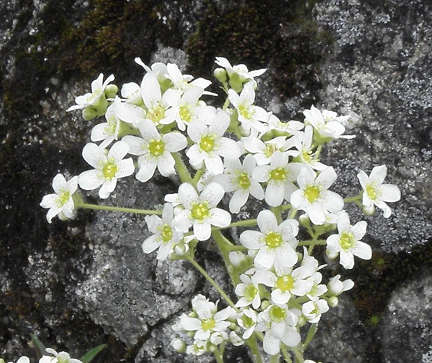 lomikameň metlinatý Saxifraga paniculata Mill.