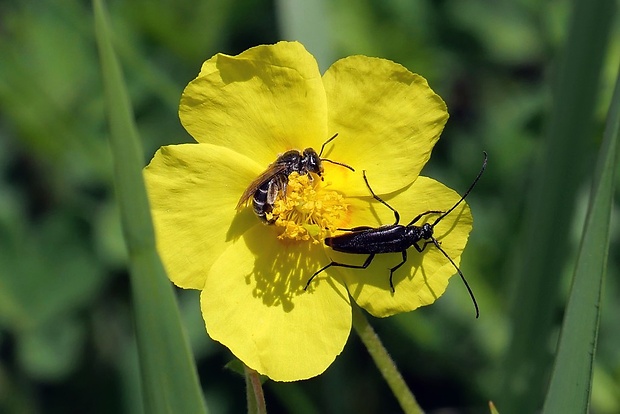 fuzáč (sk) / tesařík černý (cz) Stenurella nigra (Linnaeus, 1758)