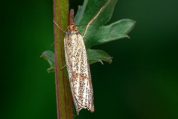 trávovec jarný (sk) / travařík kostřavový (cz) Thisanotia chrysonuchella (Scopoli, 1763)