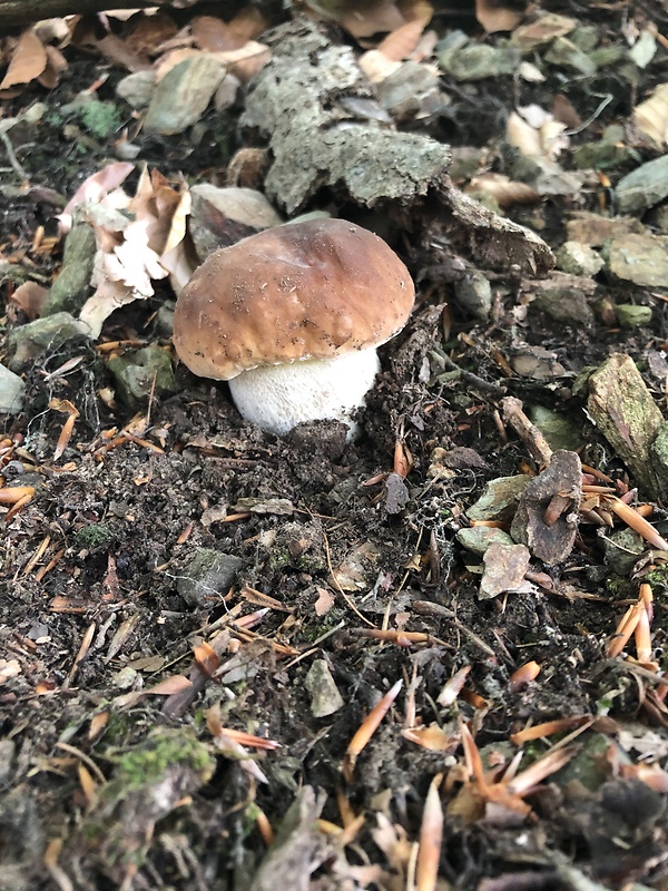 hríb smrekový Boletus edulis Bull.