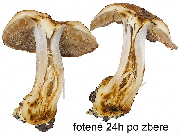 pavučinovec tyrkysovosivý Cortinarius caesiocyaneus Britzelm.