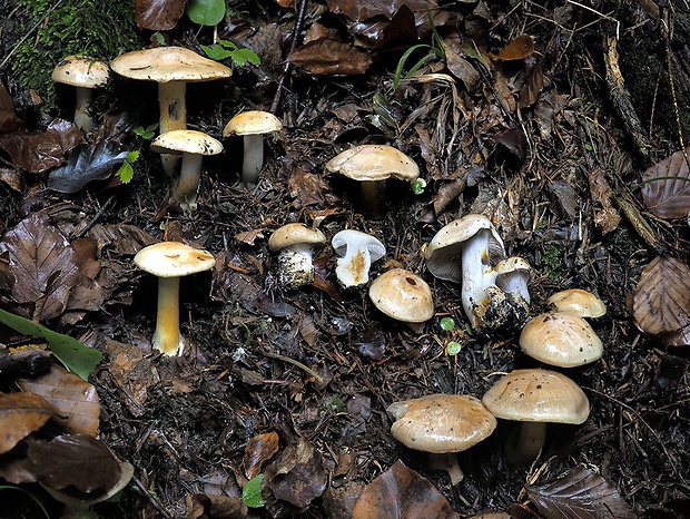 pavučinovec tyrkysovosivý Cortinarius caesiocyaneus Britzelm.