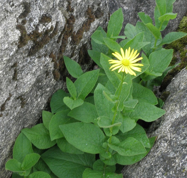 kamzičník rakúsky Doronicum austriacum Jacq.