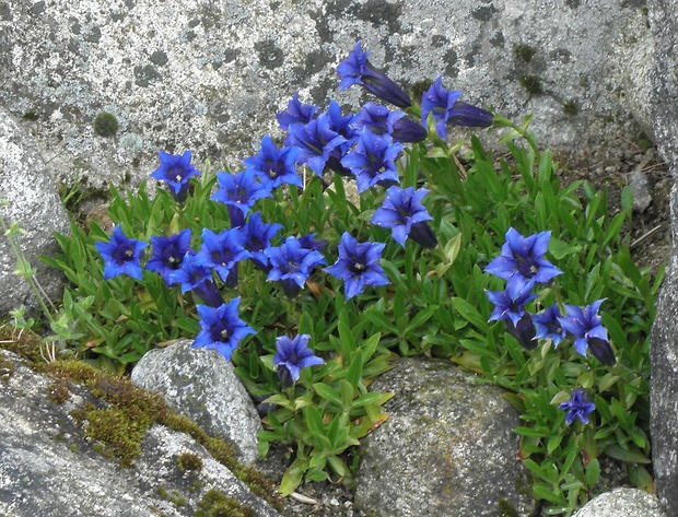 horec clusiov Gentiana clusii Perr. et Songeon