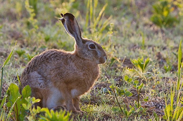 zajac poľný Lepus europaeus